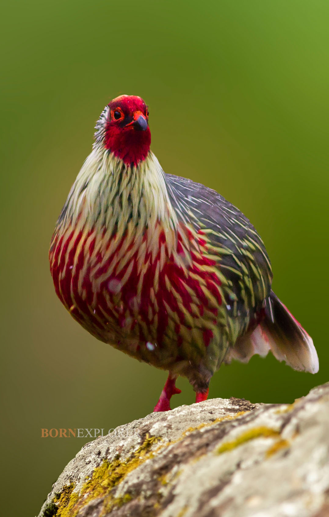 BloodPheasant