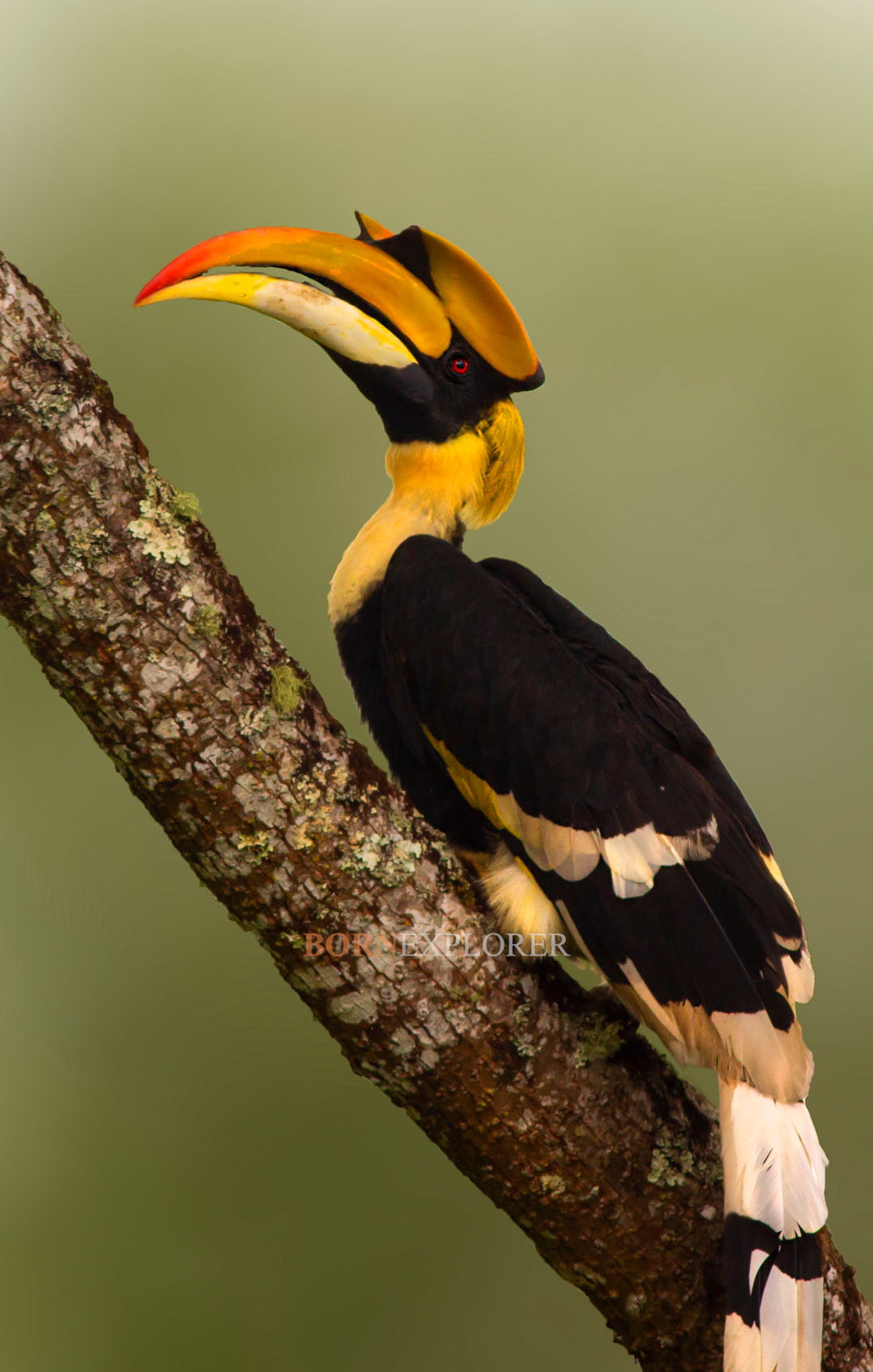 GHornbill