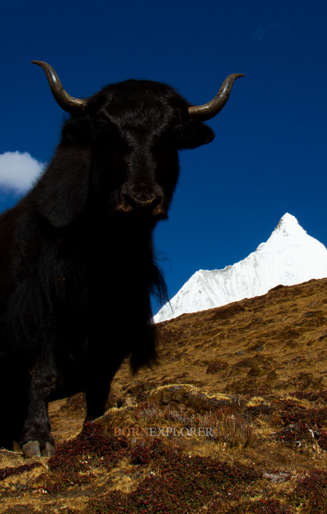 Yak