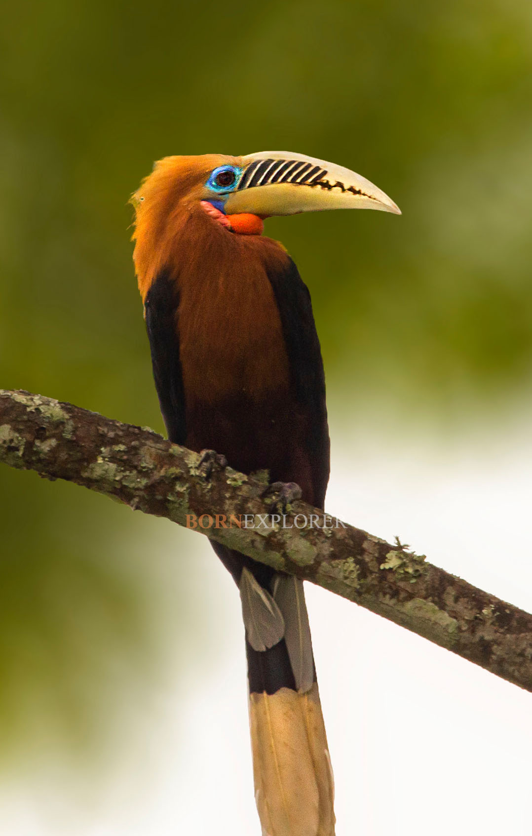 RNeckHornbill