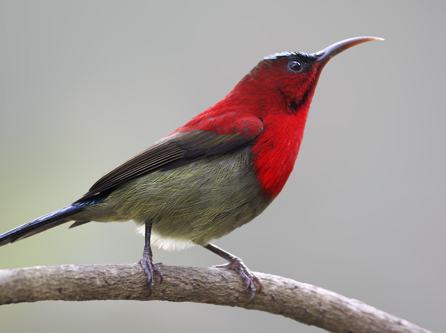 Birding Bhutan Tour