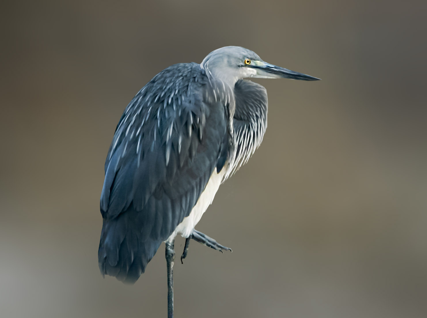 Birdwatching White Belly Heron